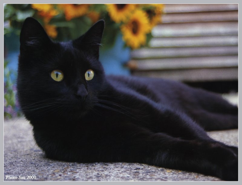 c kat15-Black House Cat-by Photo-San.jpg