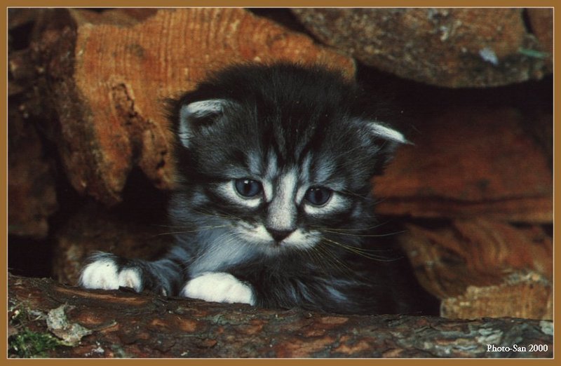 c kat19-House Cat Kitten-by Photo-San.jpg