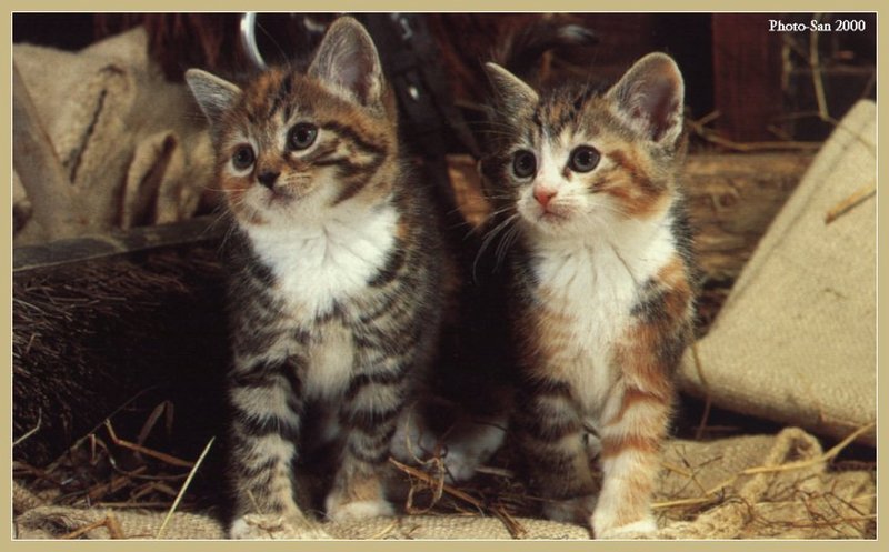c kat20-House Cat Kittens-by Photo-San.jpg