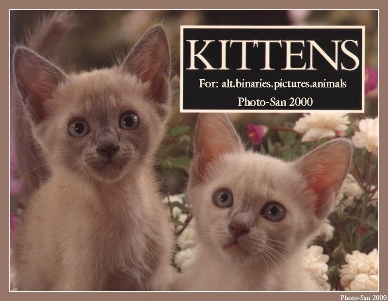 c kat21-House Cat Kittens-by Photo-San.jpg