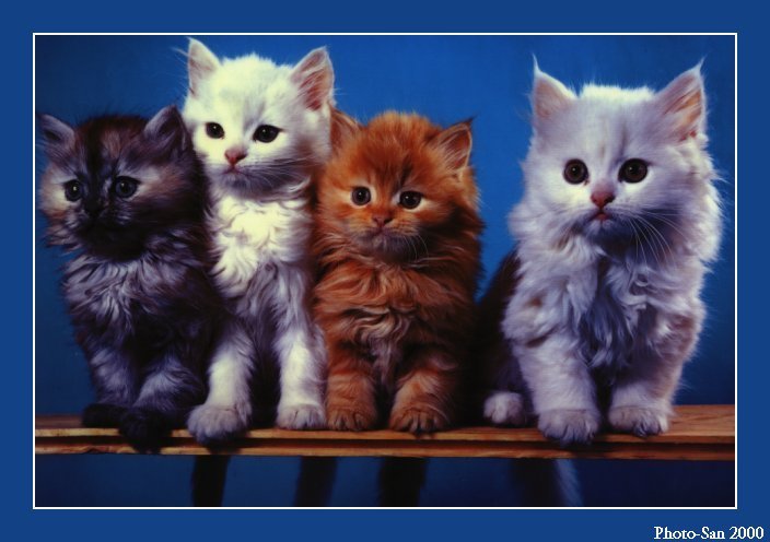 c kat24-House Cat Kittens-by Photo-San.jpg
