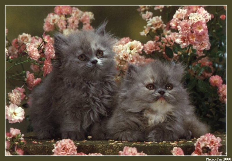c kat32-House Cat Kittens-by Photo-San.jpg
