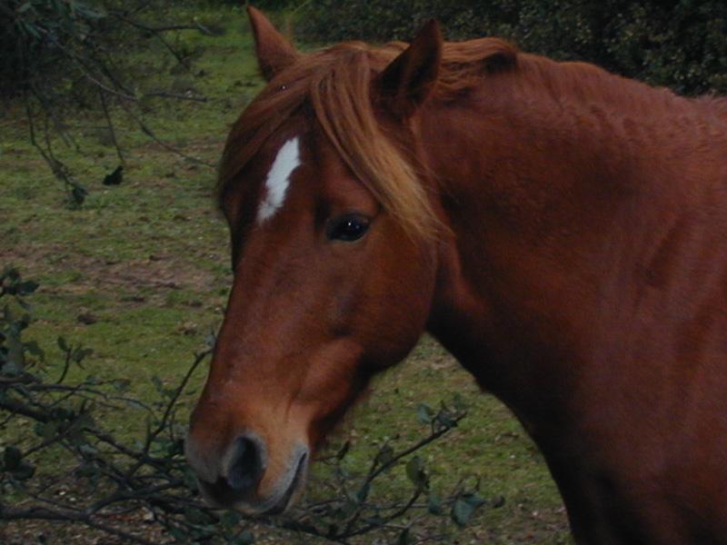 c teterouge-Domestic Horse-by Souchon Claude and Sebastien.jpg