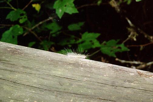 cater01-Caterpillar-at Congaree Swamp-by S Thomas Lewis.jpg