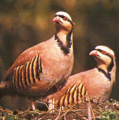 chukar partridges-pair looking back-by Dan Cowell.jpg