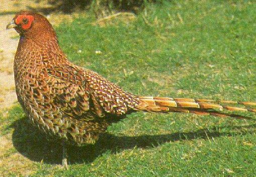 copper pheasant-on grass-by Dan Cowell.jpg