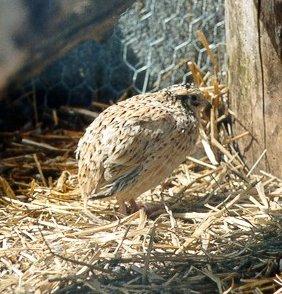 coturnix quail-on dry grass in cage-by Dan Cowell.jpg