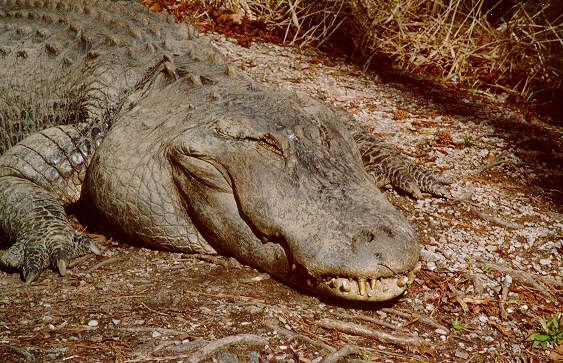 croc01-Crocodile-sleepy face closeup-by S Thomas Lewis.jpg