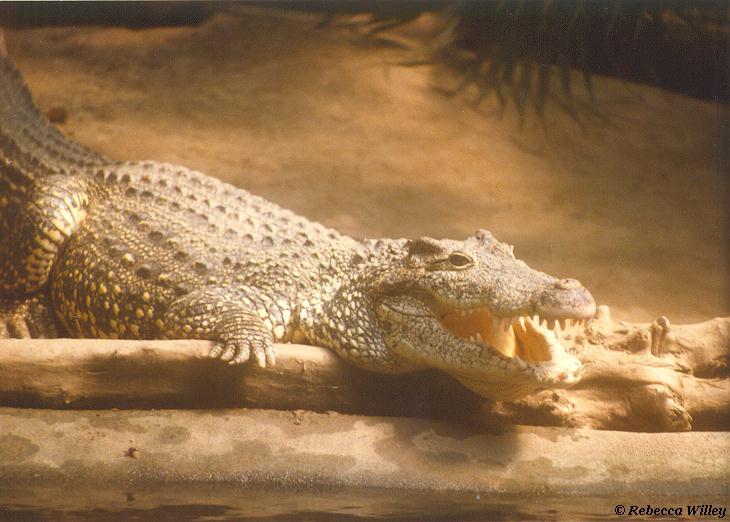 crocodile smile-by Rebecca Willey.jpg