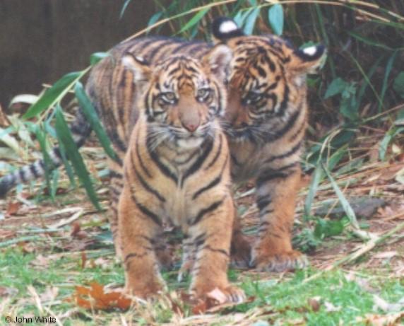 cubs1-Sumatran Tigers-by John White.jpg