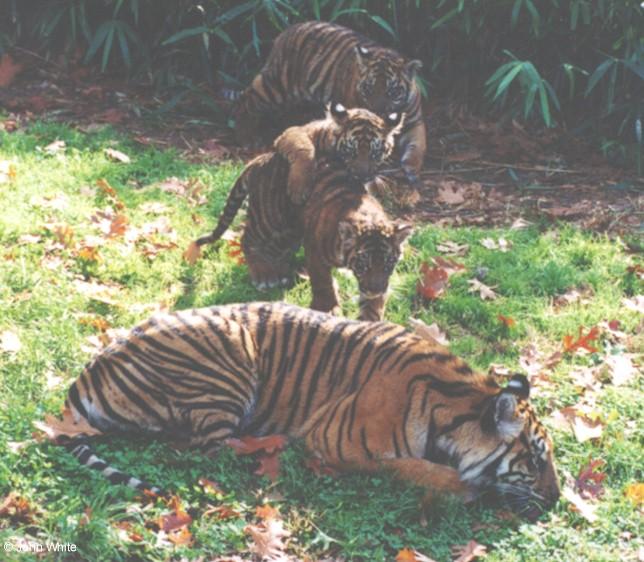 cubs2-Sumatran Tigers-by John White.jpg