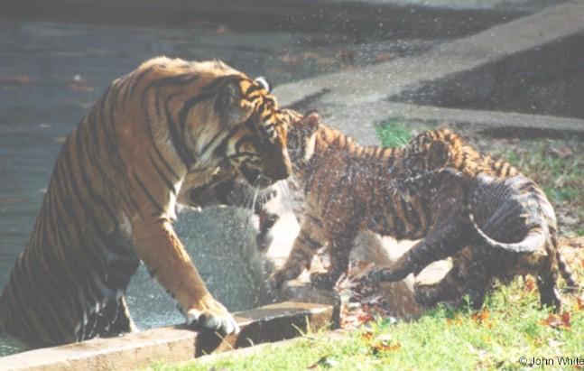 cubs3-Sumatran Tigers-by John White.jpg