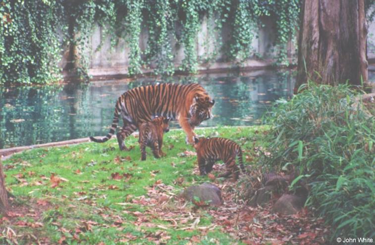 cubs4-Sumatran Tigers-by John White.jpg