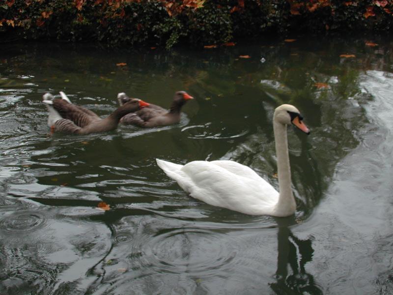 cygne jar1-Mute Swan and Domestic Goose pair-by Souchon Claude and Sebastien.jpg