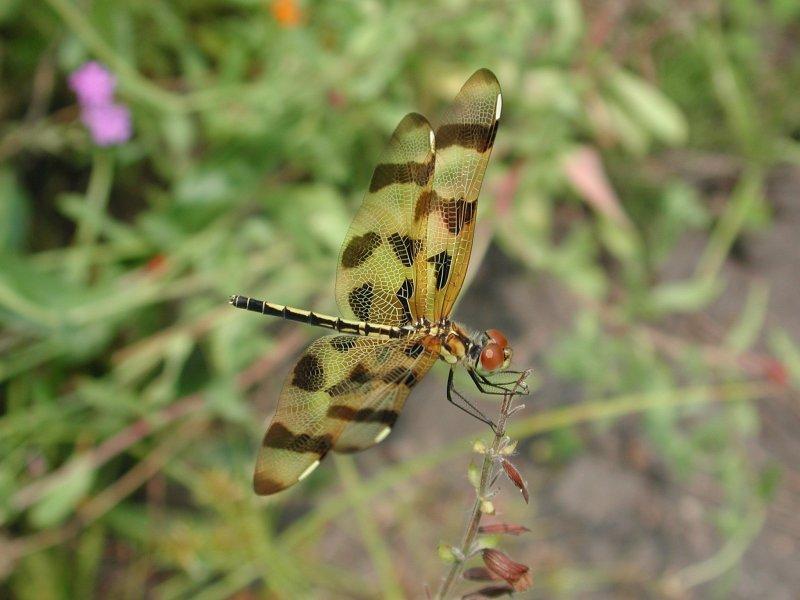 d3-Dragonfly-by Steven Spach.jpg