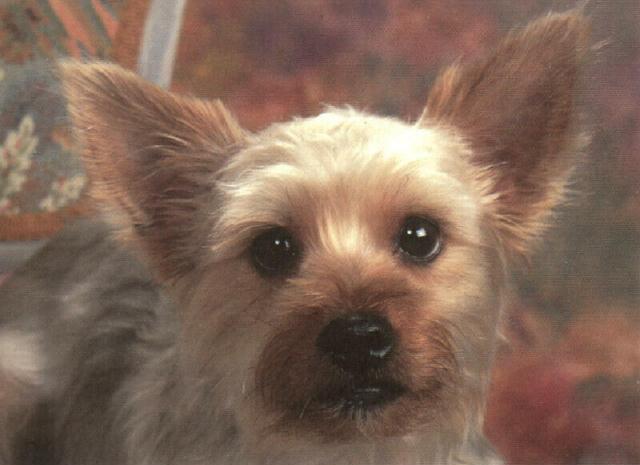 dcal000324-Terrier Mix Puppy-by ln215.jpg