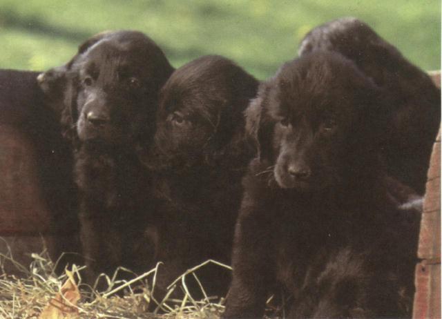 dcal001027-Chocolate Lab Puppies-by ln215.jpg