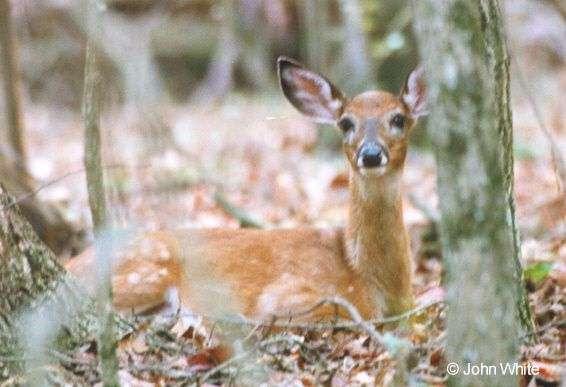 deer01-sitting on forest ground-by John White.jpg