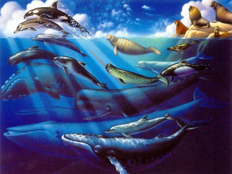 dolfijn art-Dolphins Whales and Seals-by Dineke Jansen.jpg