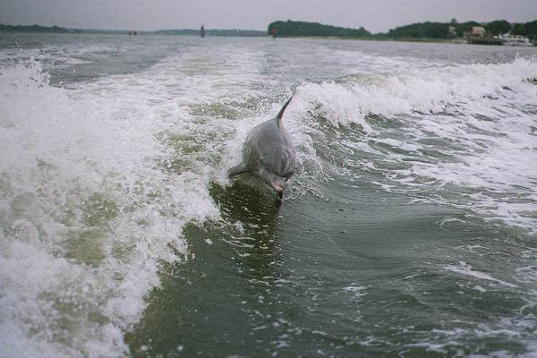 dolphin4-surfing-by Paul Becotte-Haigh.jpg