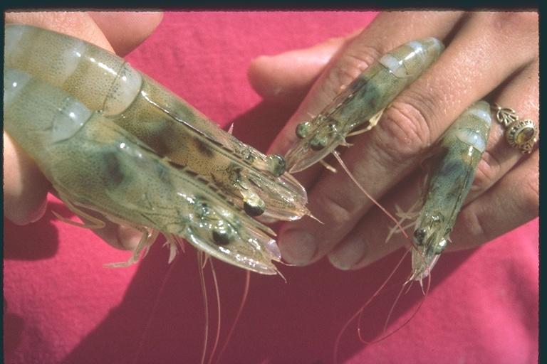 ef0037 shrimp-by Ernie Frank.jpg