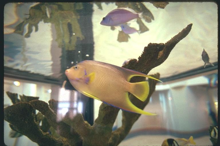 ef0045 aquarium fish-by Ernie Frank.jpg