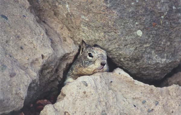 feb39-California Ground Squirrel-by Gregg Elovich.jpg