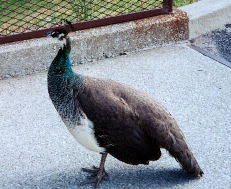 female peacock-Peahen-by Denise McQuillen.jpg