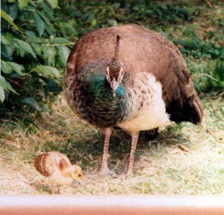 female peacock with chick1-Peahen-by Denise McQuillen.jpg