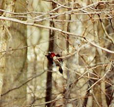 flyingredheadedbird1-woodpecker-by Denise McQuillen.jpg