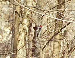 flyingredheadedbird2-woodpecker-by Denise McQuillen.jpg