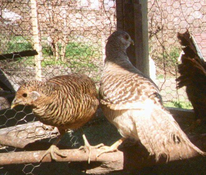 goldens-Golden pheasants-2 hens in cage-by Dan Cowell.jpg
