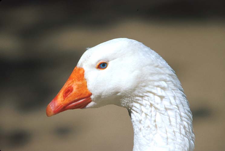 goosehead-Domestic Goose-by Shirley Curtis.jpg