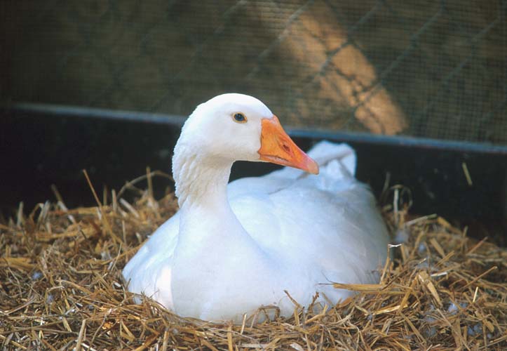 goosesit-Domestic Goose-by Shirley Curtis.jpg