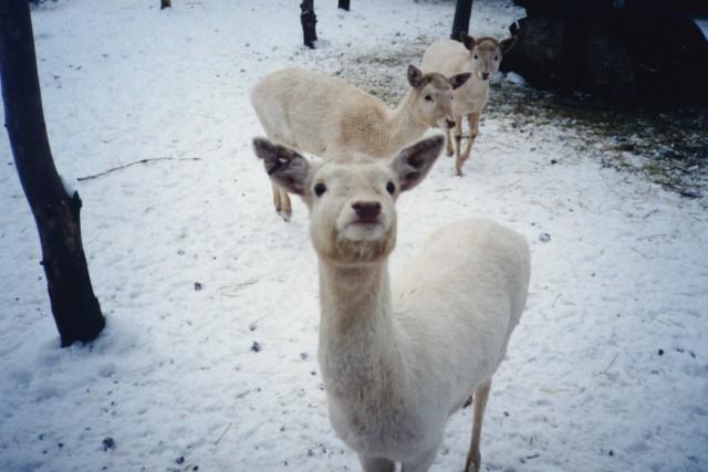 hiver14-Deer-by Thomas Collin.jpg