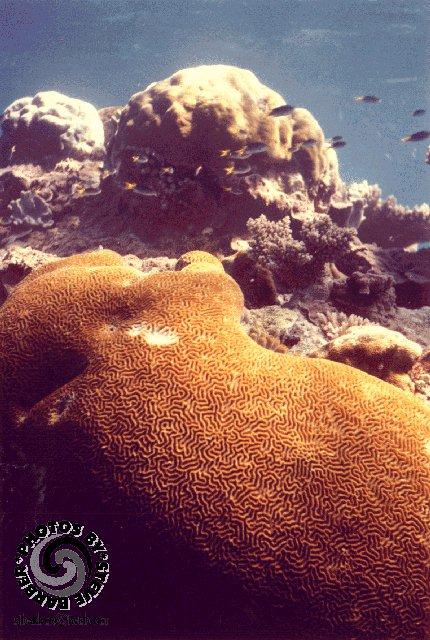 honeycor-Honey Coral-Australia-by Steve Barber.jpg
