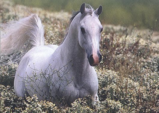 horsescan-White Horse Runs-by April Grimm.jpg
