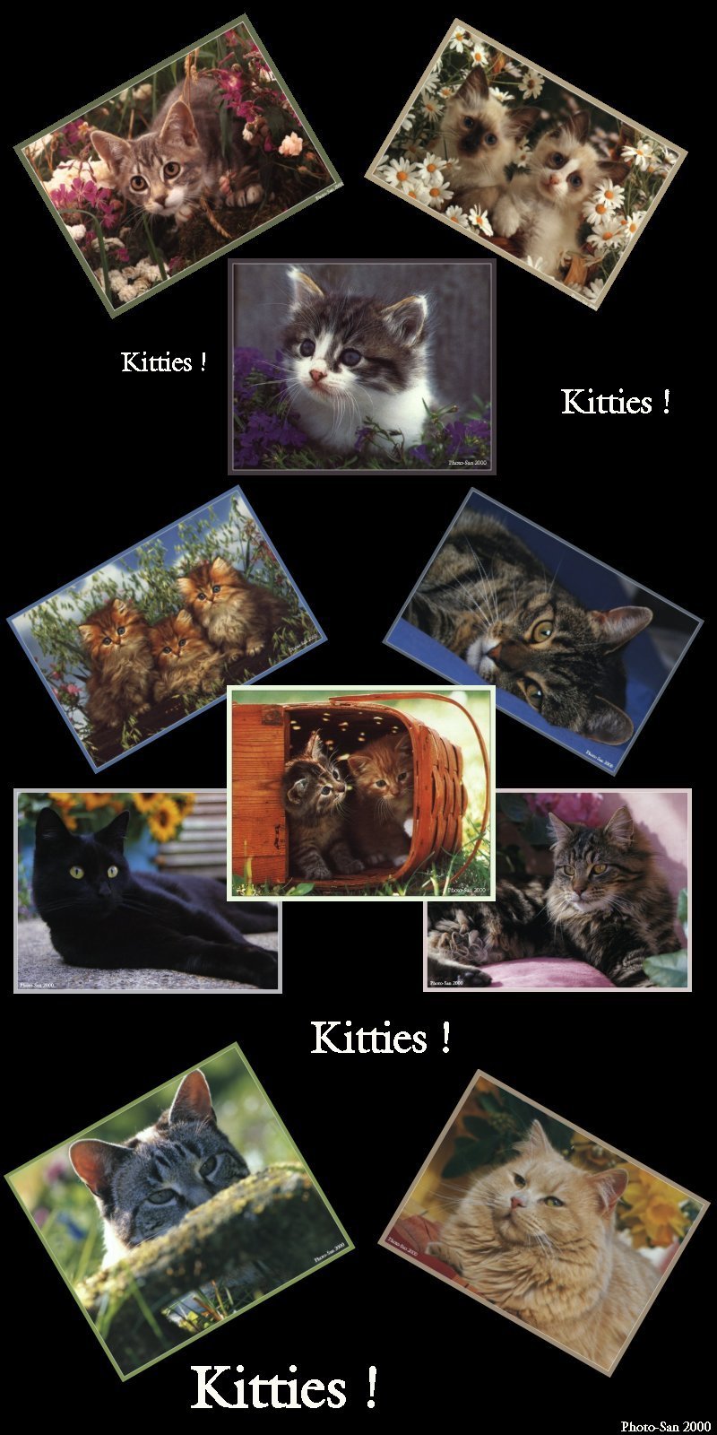katscomp-House Cat Kittens-by Photo-San.jpg