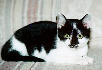 kitty01-Black-and-white House Cat Kitten-by S Thomas Lewis.jpg