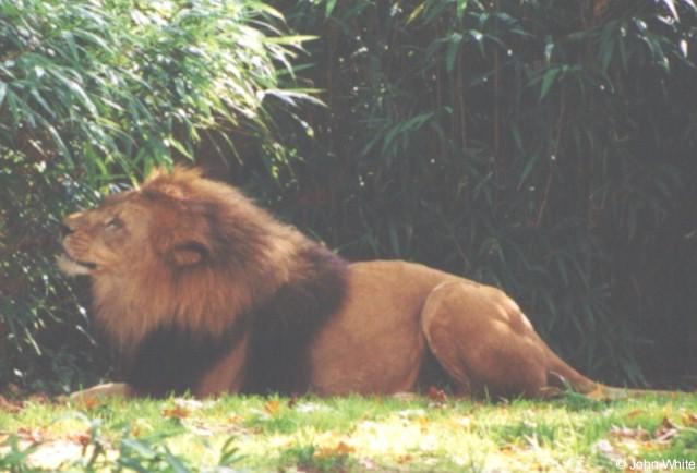 lion1-African Lion-by John White.jpg