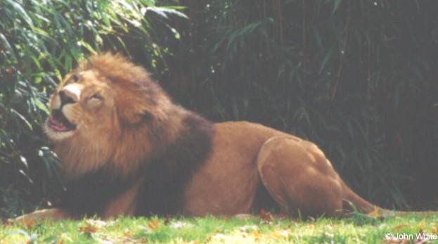 lion2-African Lion-by John White.jpg