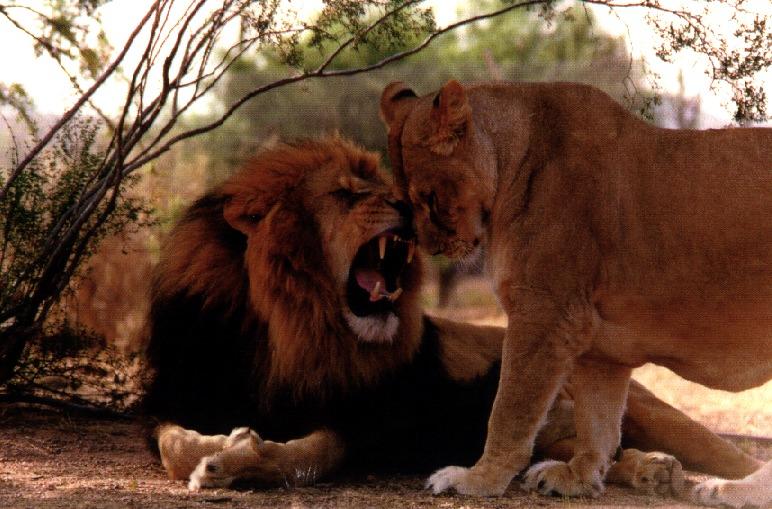 lionpics-African Lions-by Dineke Jansen.jpg
