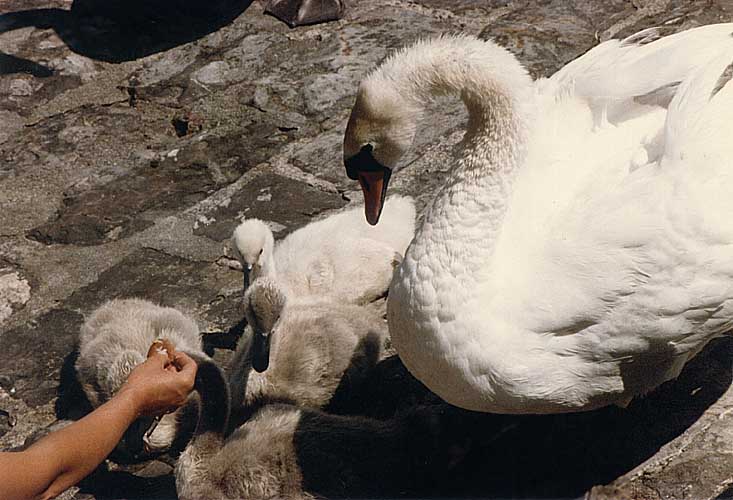 lsswans-Mute Swans-by GRC.jpg