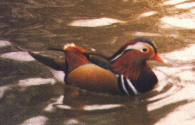 mandarin duck-floating on water-by Dan Cowell.jpg