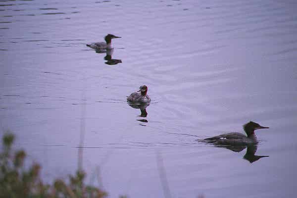 mergansers-swimming on water-by Paul Becotte-Haigh.jpg