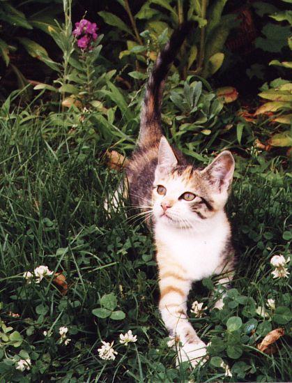 millycat5-House cat kitten-in flower garden-by Linda Bucklin.jpg