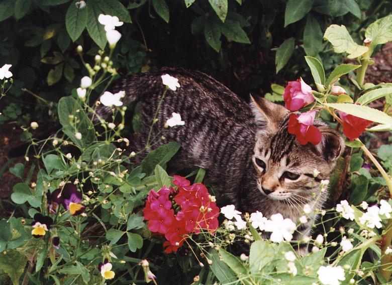 millycat7-House cat kitten-in flower garden-by Linda Bucklin.jpg