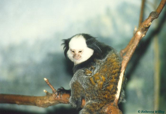 monkey-Unidentified Marmoset-by Rebecca Willey.jpg