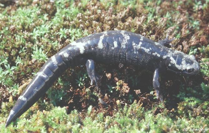 msal03-Marbled Salamander-by John White.jpg