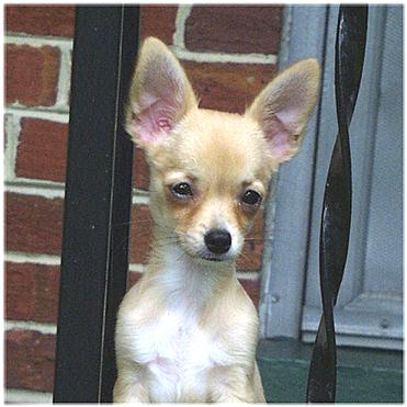 newbaby-7-8-4-00-Chihuahua Dog-by Ken Mezger.JPG